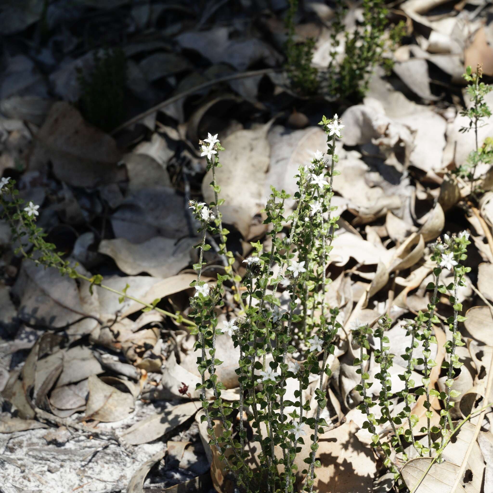 Image of Orianthera serpyllifolia (R. Br.) C. S. P. Foster & B. J. Conn