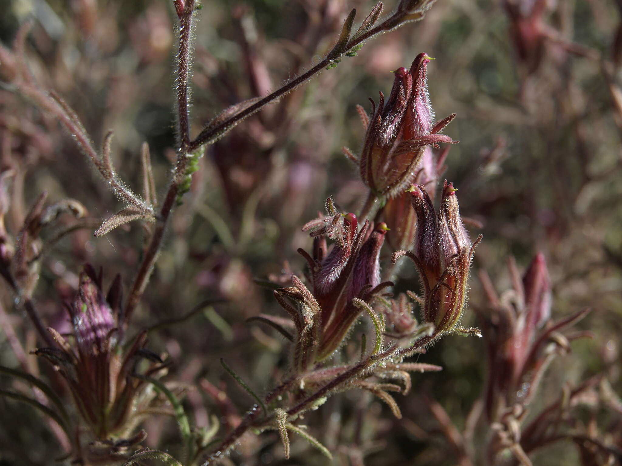 صورة Cordylanthus kingii subsp. helleri (Ferris) T. I. Chuang & L. R. Heckard