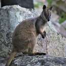 Image of Herbert's Rock Wallaby