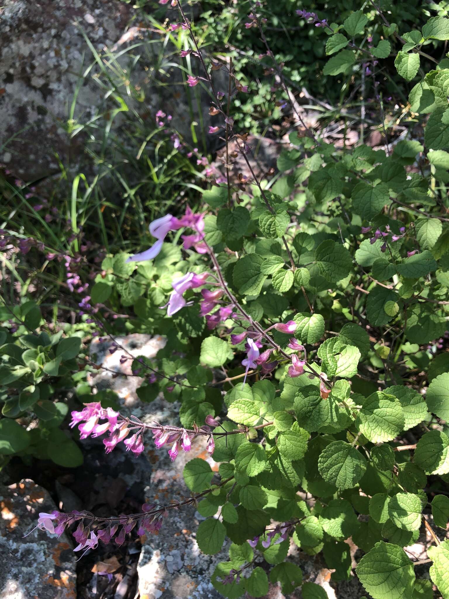 Image de Ocimum labiatum (N. E. Br.) A. J. Paton