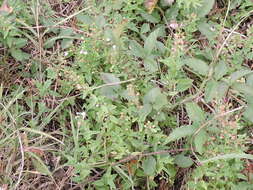 Image of South American Skullcap