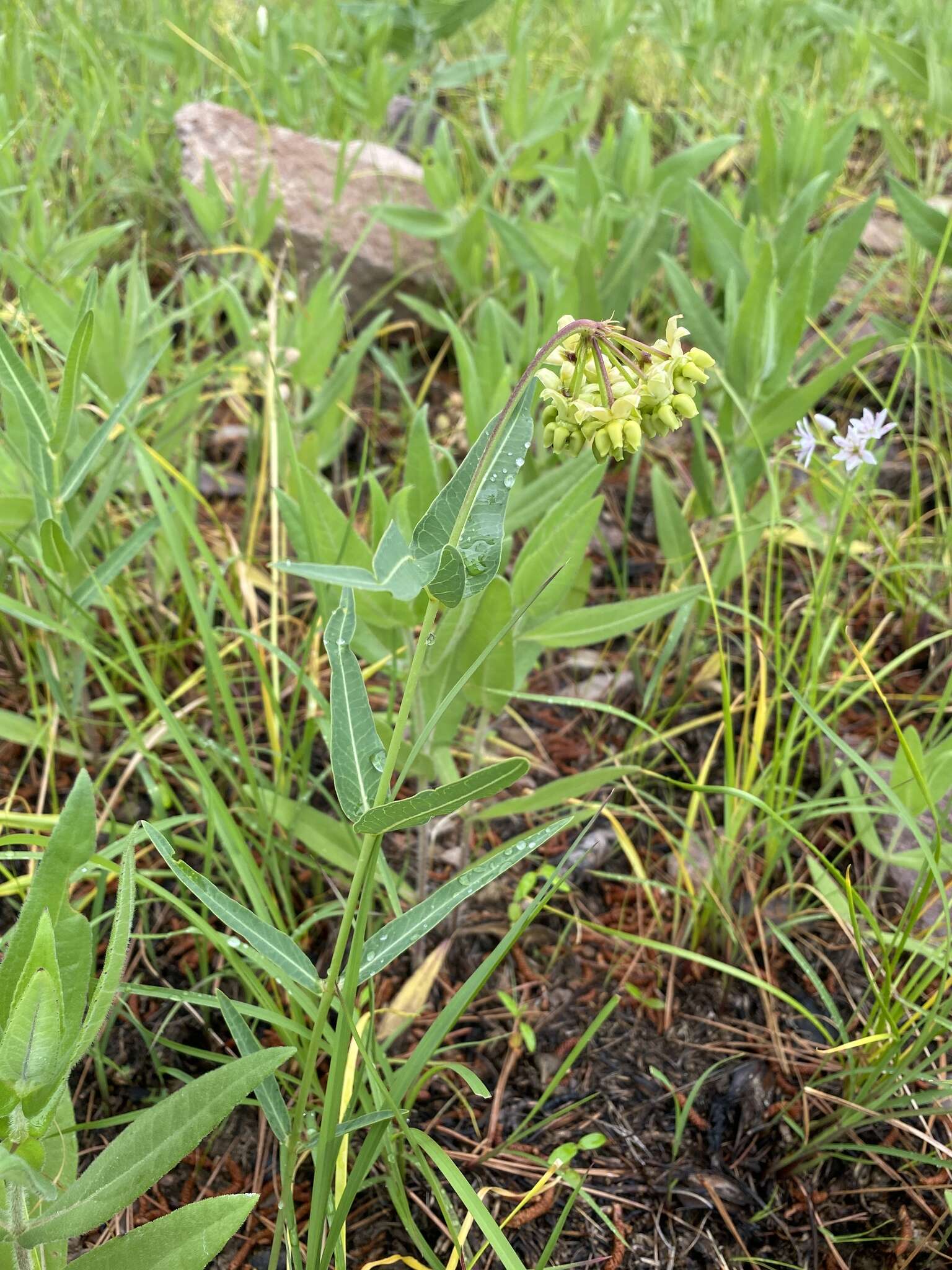 Image de Asclepias meadii Torr. ex A. Gray