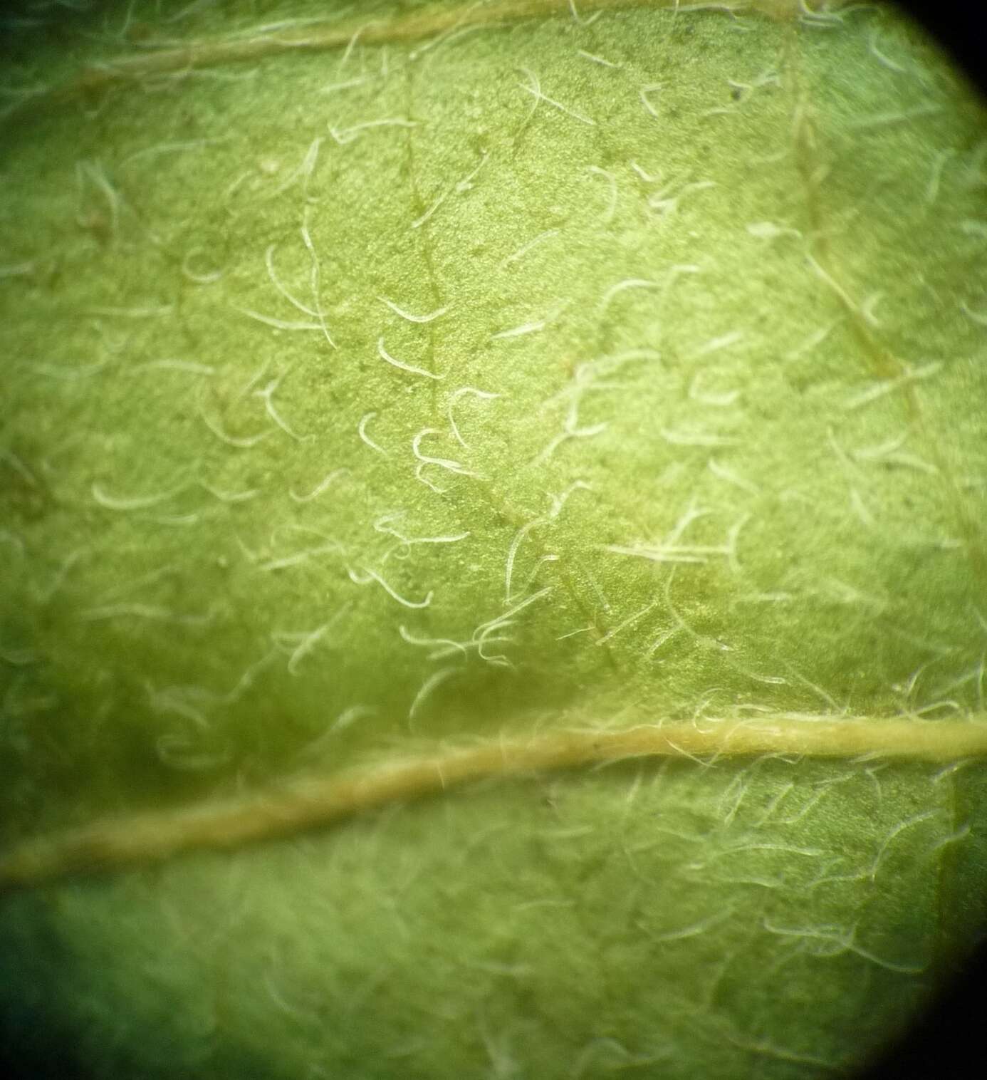 Image of Cornus sanguinea subsp. sanguinea