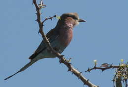 Image of Coracias caudatus caudatus Linnaeus 1766