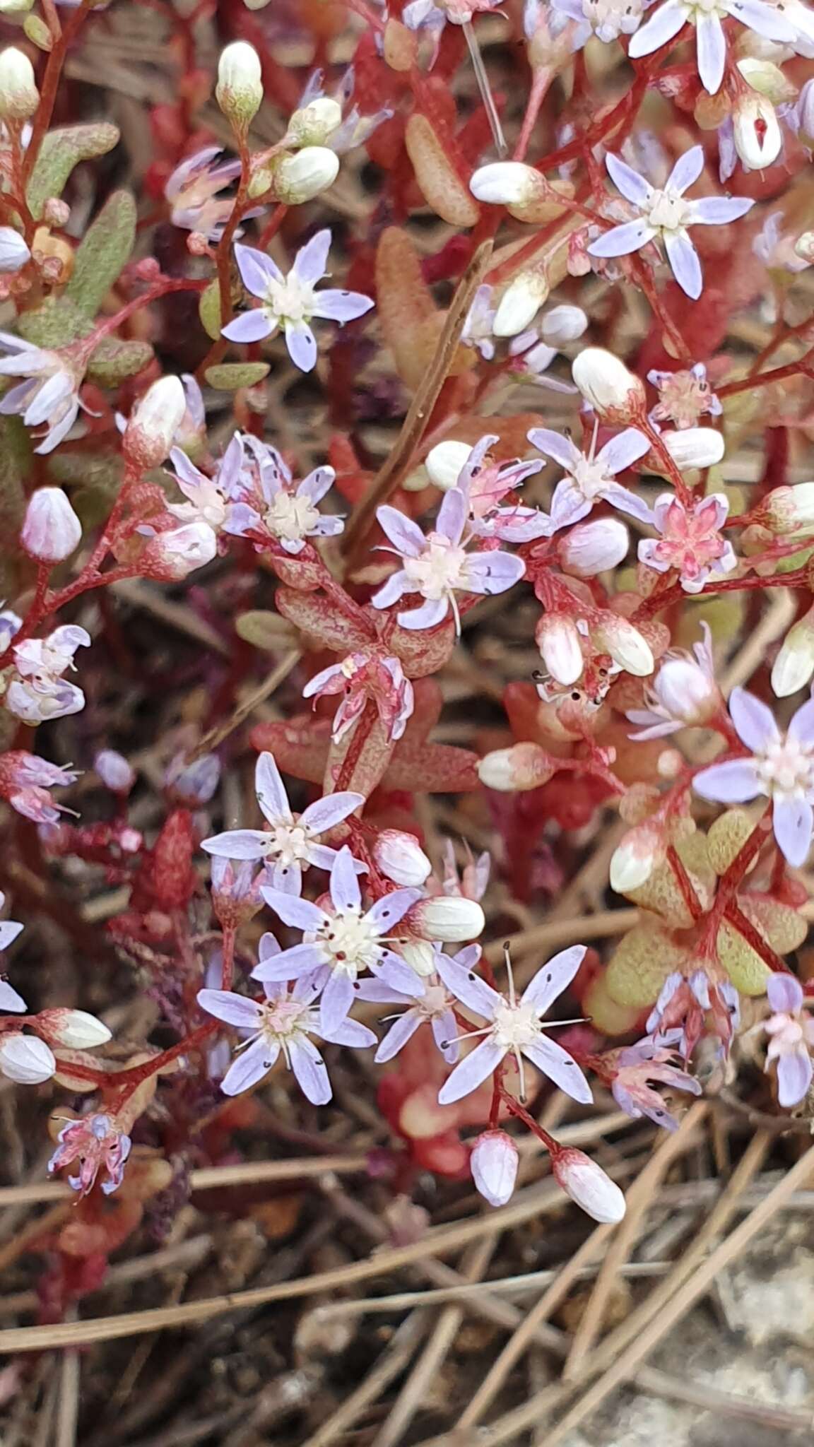 Image of Sedum caeruleum L.