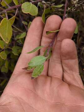 Image of Hooker's manzanita