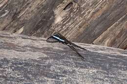 Image of Green Dragontail Butterfly