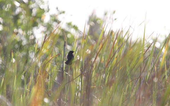 Image of Red-shouldered Blackbird