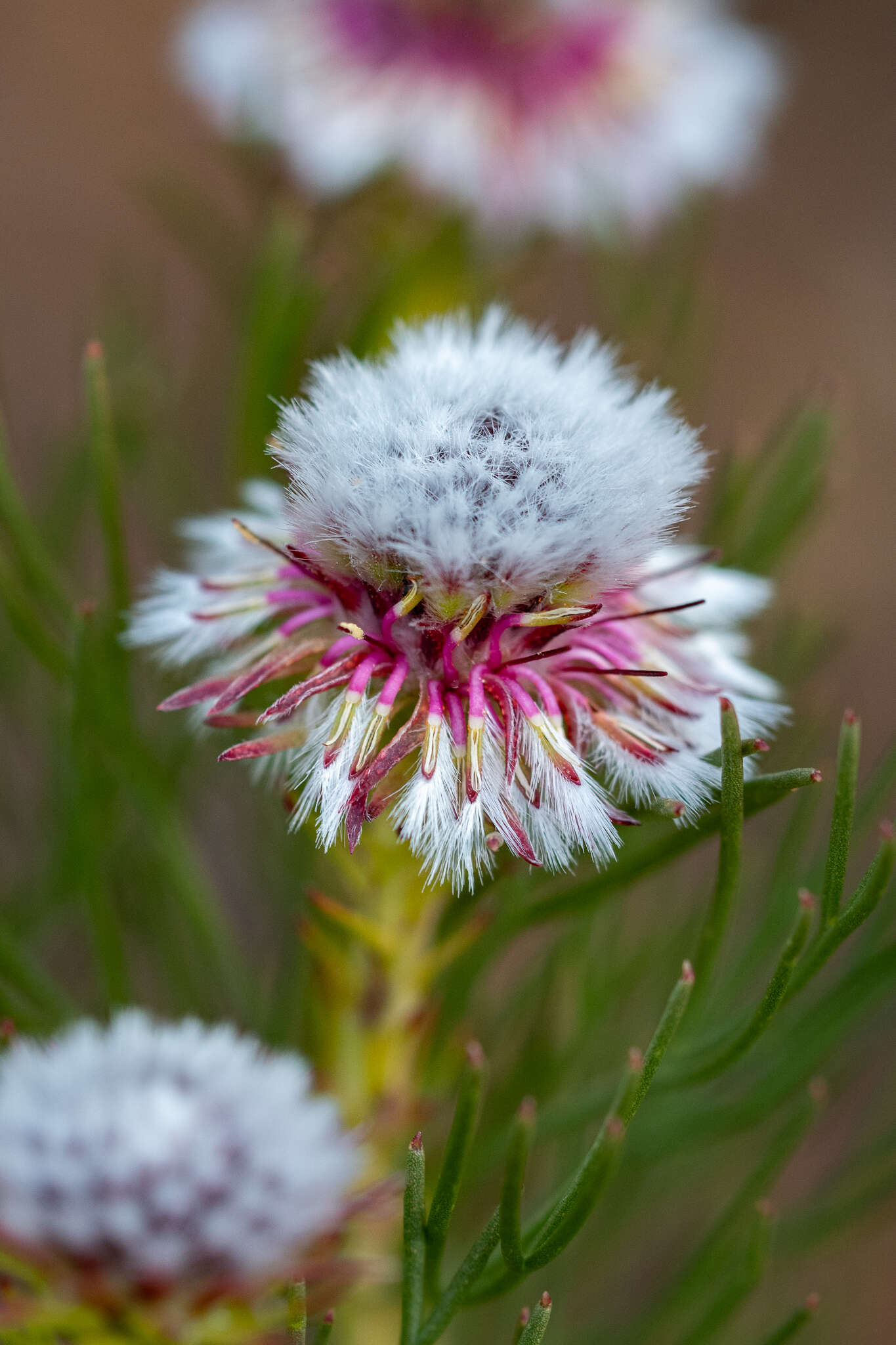 Image of Serruria heterophylla Meissn.