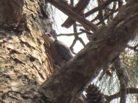 Image of Giant Nuthatch