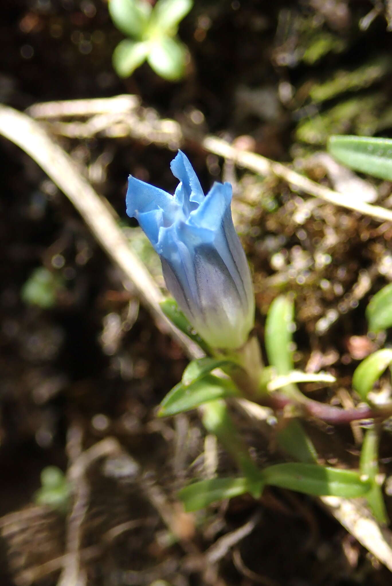 Image de Gentiana davidii var. formosana (Hayata) T. N. Ho