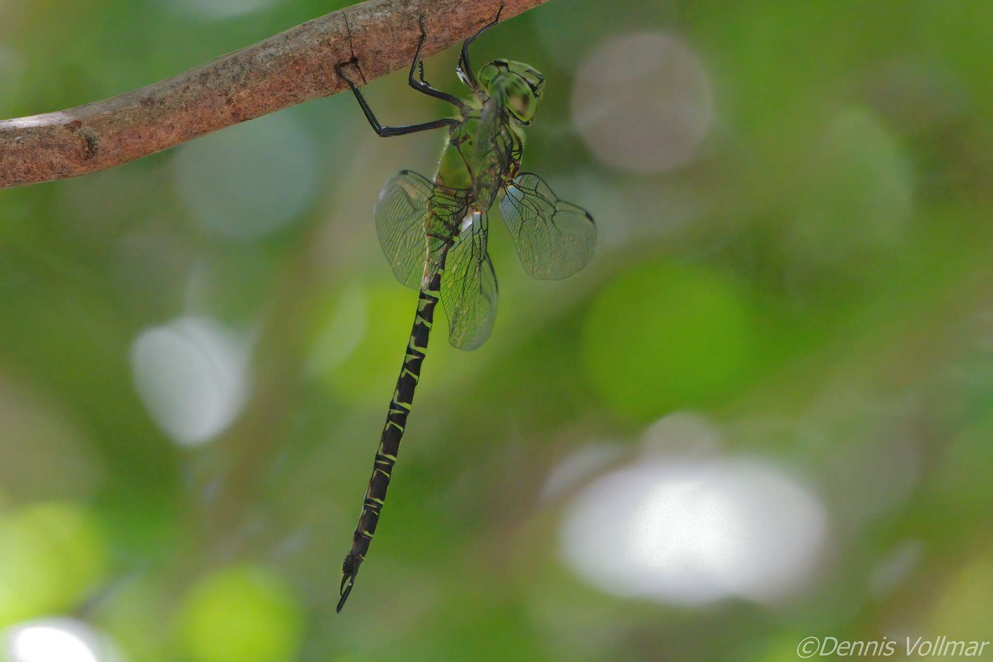 Imagem de Coryphaeschna viriditas Calvert 1952