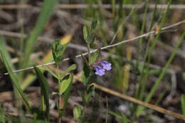 Scutellaria parvula Michx. resmi