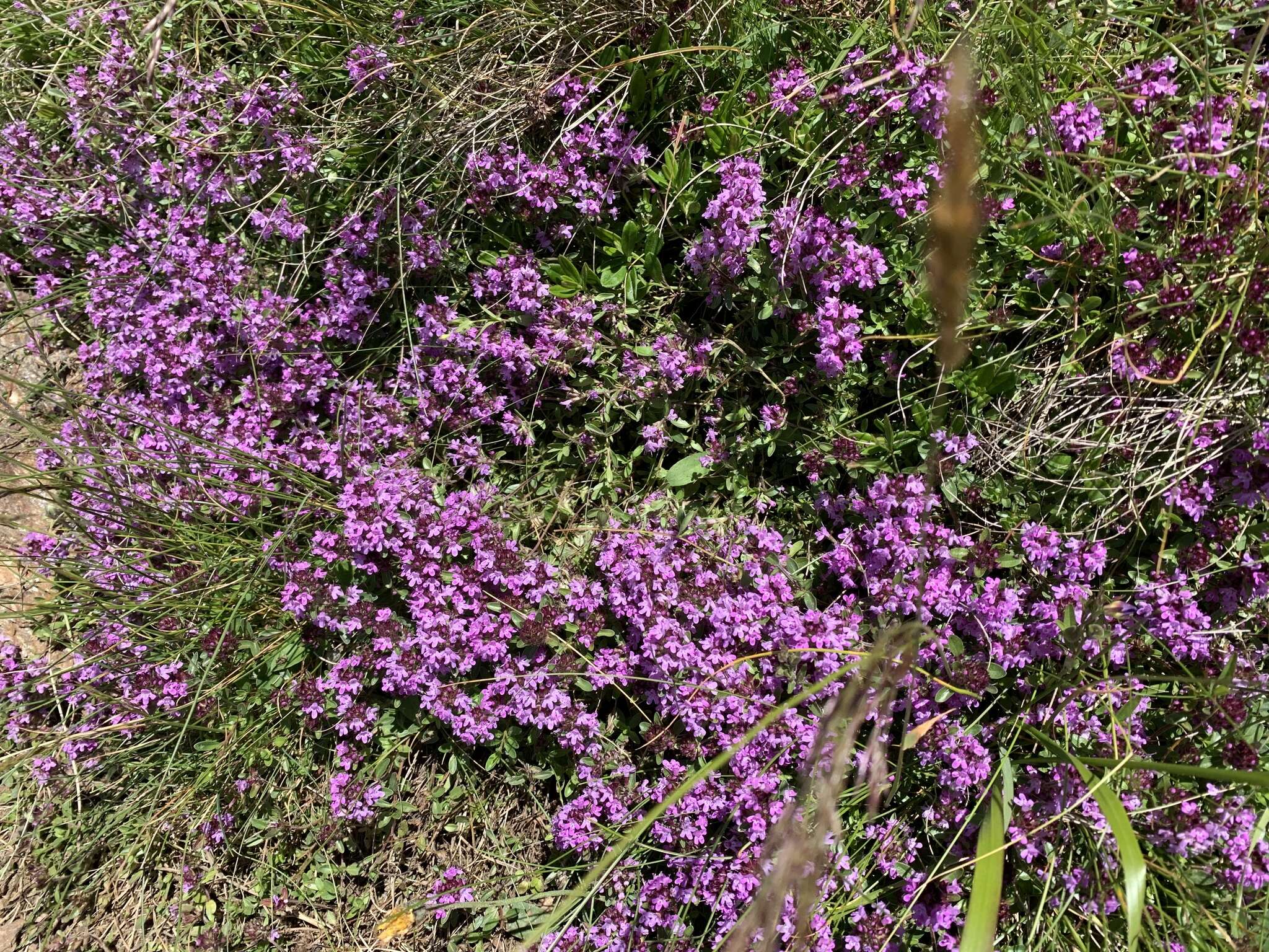 Image of Thymus praecox subsp. polytrichus (A. Kern. ex Borbás) Jalas