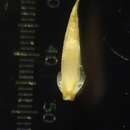 Image of Oropetium thomaeum (L. fil.) Trin.