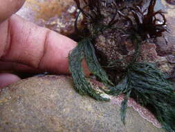 Image of rock-weed