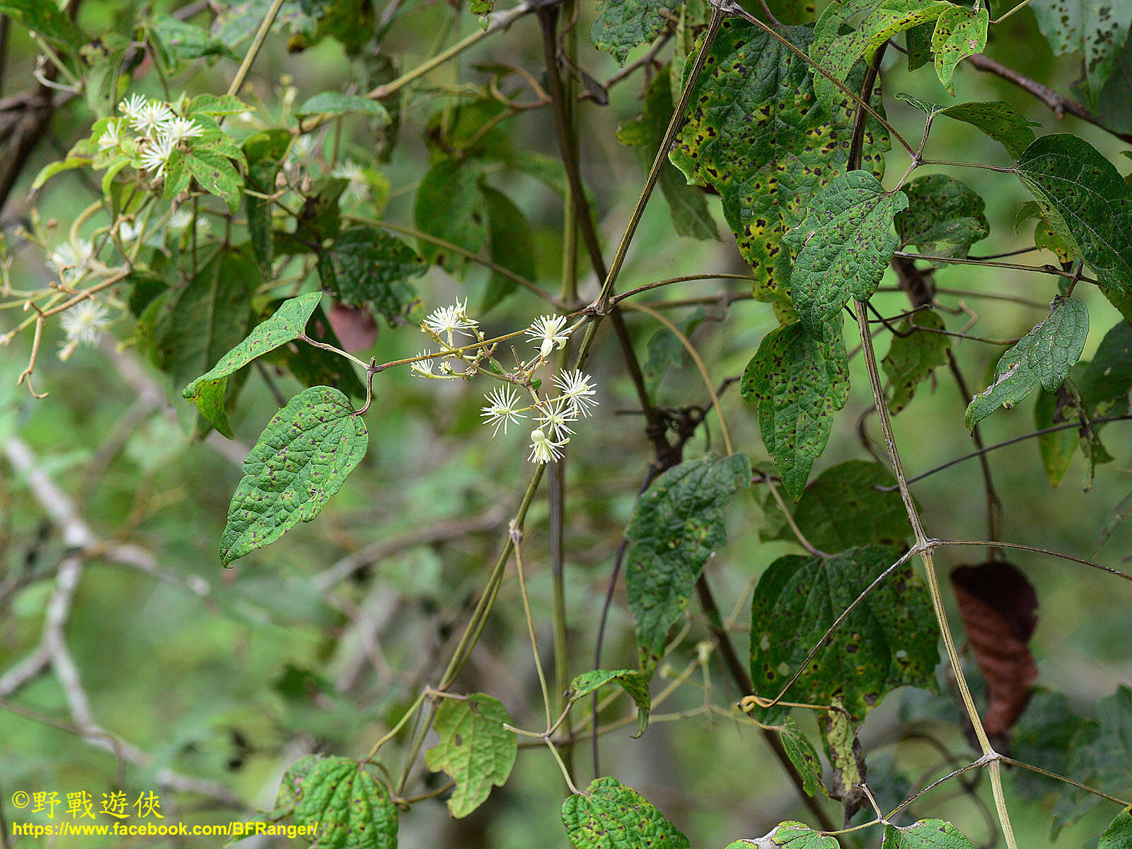 Imagem de Clematis grata Wall.