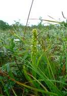 Image of Platanthera convallariifolia (Fisch. ex Lindl.) Lindl.