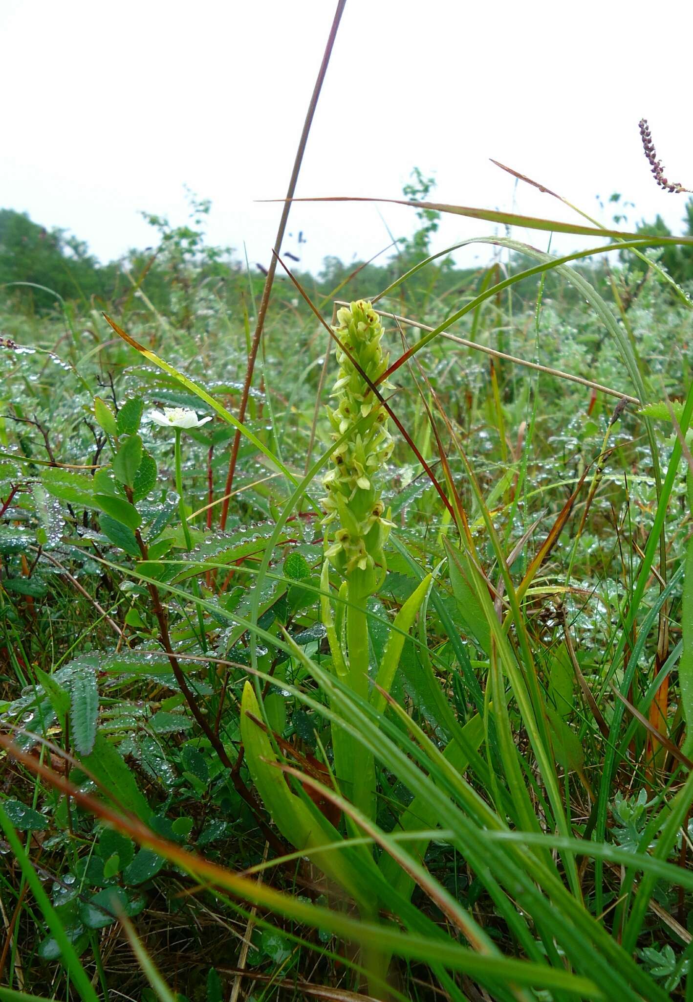 Image of Platanthera convallariifolia (Fisch. ex Lindl.) Lindl.