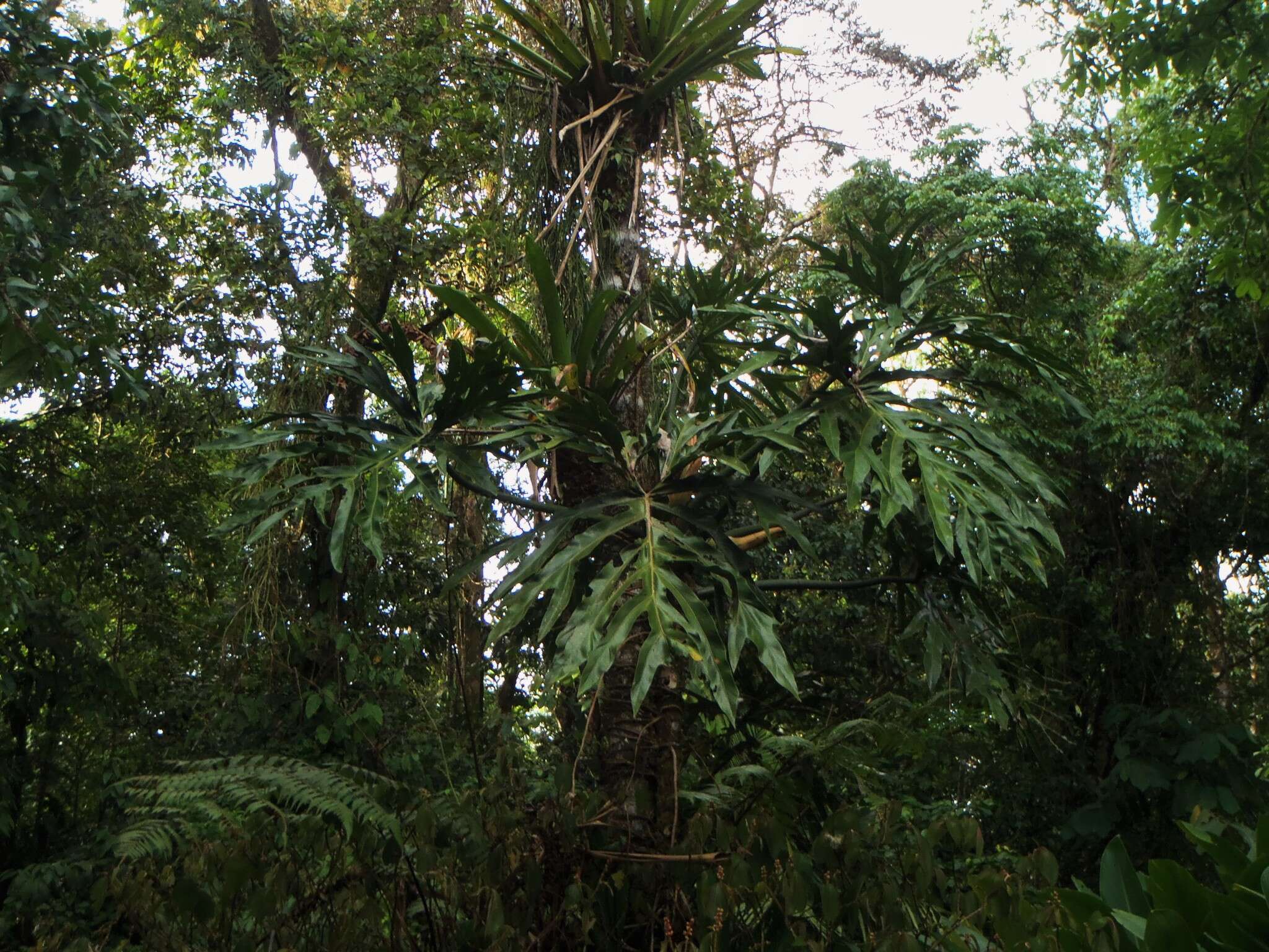 Image of Philodendron radiatum Schott