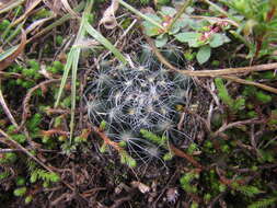 Imagem de Mammillaria zephyranthoides Scheidw.