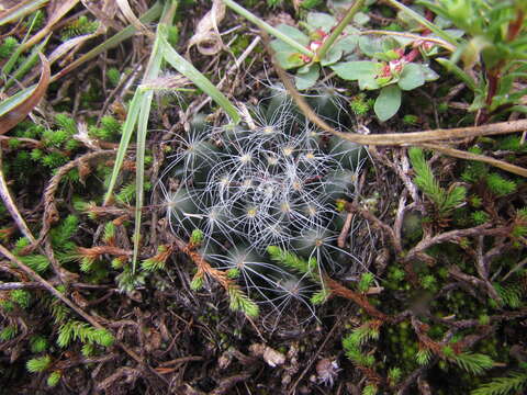 Image of Mammillaria zephyranthoides Scheidw.