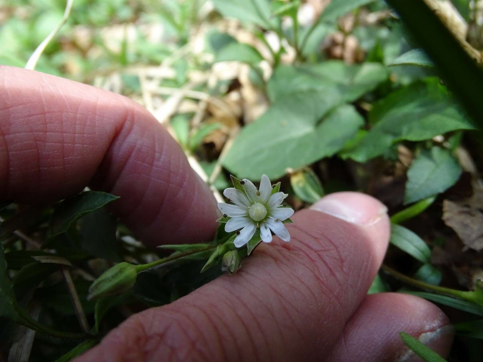 Image of Tennessee starwort