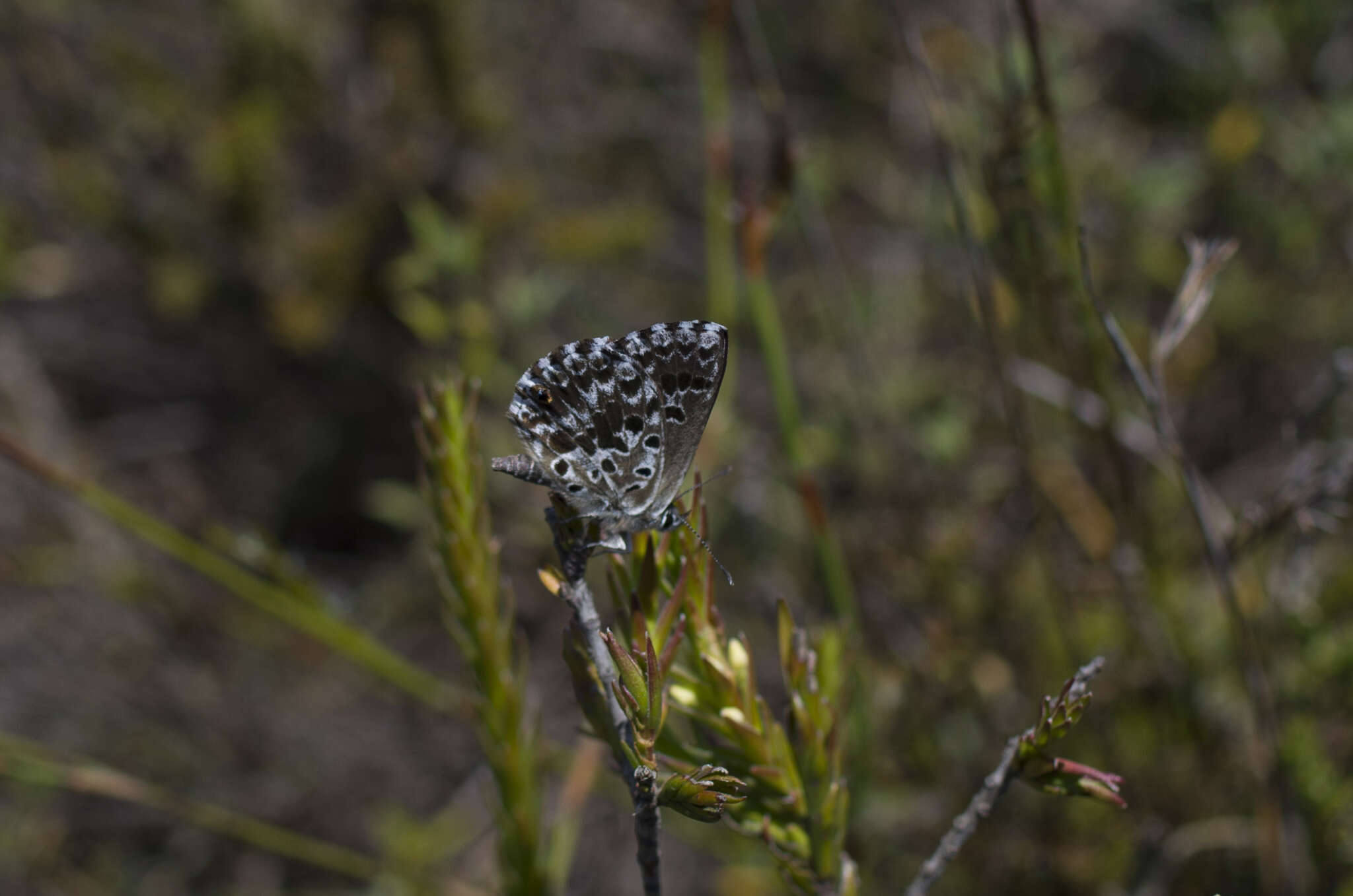 Image of Lepidochrysops methymna (Trimen 1862)