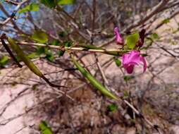 Sivun Vaughania dionaeifolia S. Moore kuva