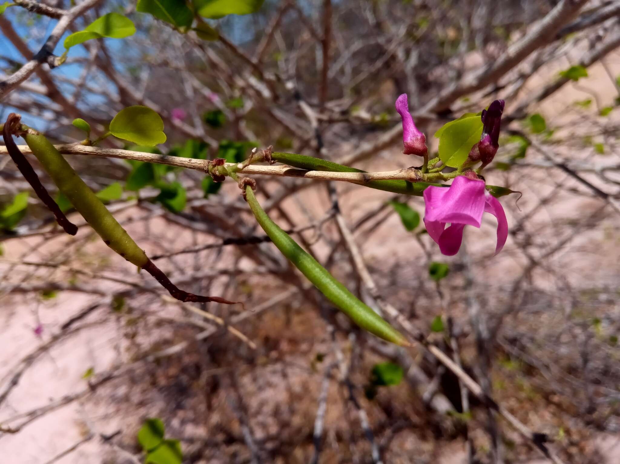 Sivun Vaughania dionaeifolia S. Moore kuva