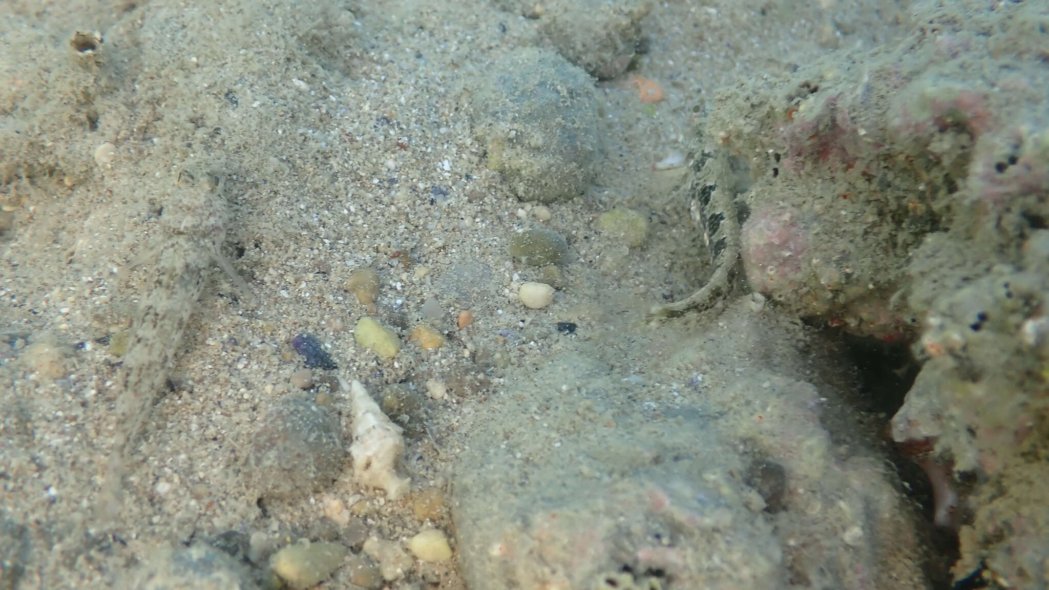 Image of Tentacled Blenny