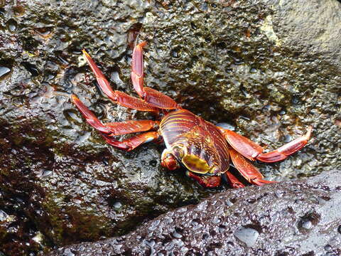 Image of Sally lightfoot crab