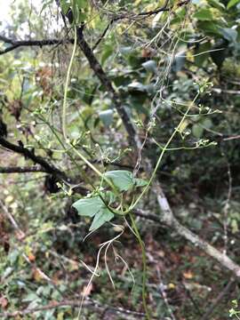 Image of Florida Valerian