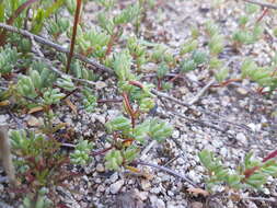 Image of Lampranthus peacockiae (L. Bol.) L. Bol.