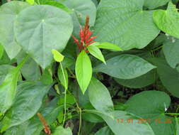 Image de Aphelandra scabra (Vahl) Sm.