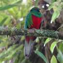 Image of Crested Quetzal