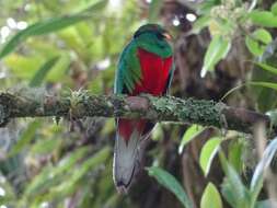 Image of Crested Quetzal