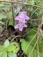 Sivun Streptocarpus roseo-albus Weigend & T. J. Edwards kuva