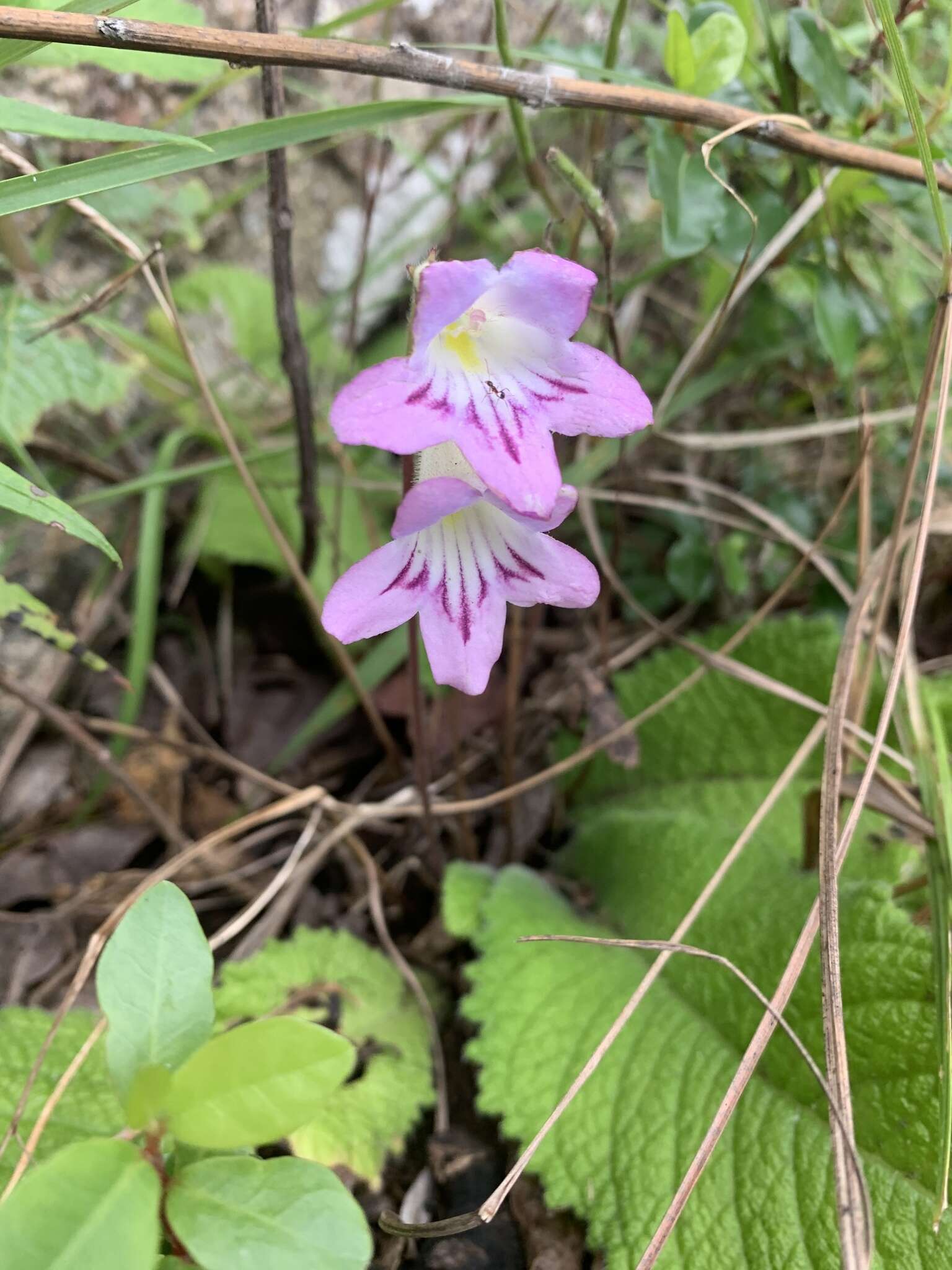 Sivun Streptocarpus roseo-albus Weigend & T. J. Edwards kuva