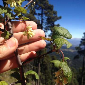 Image of Ribes ciliatum Humb. & Bonpl. ex Roem. & Schult.