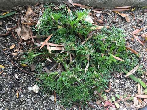 Image of marsh parsley