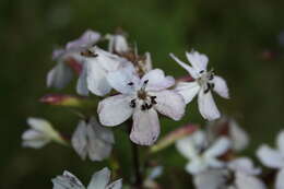 Image of Microbotryum saponariae M. Lutz, Göker, Piątek, Kemler, Begerow & Oberw. 2005