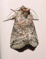 Image of Spectacled Nettle Moth