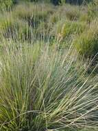 Image of sandysoil Indiangrass