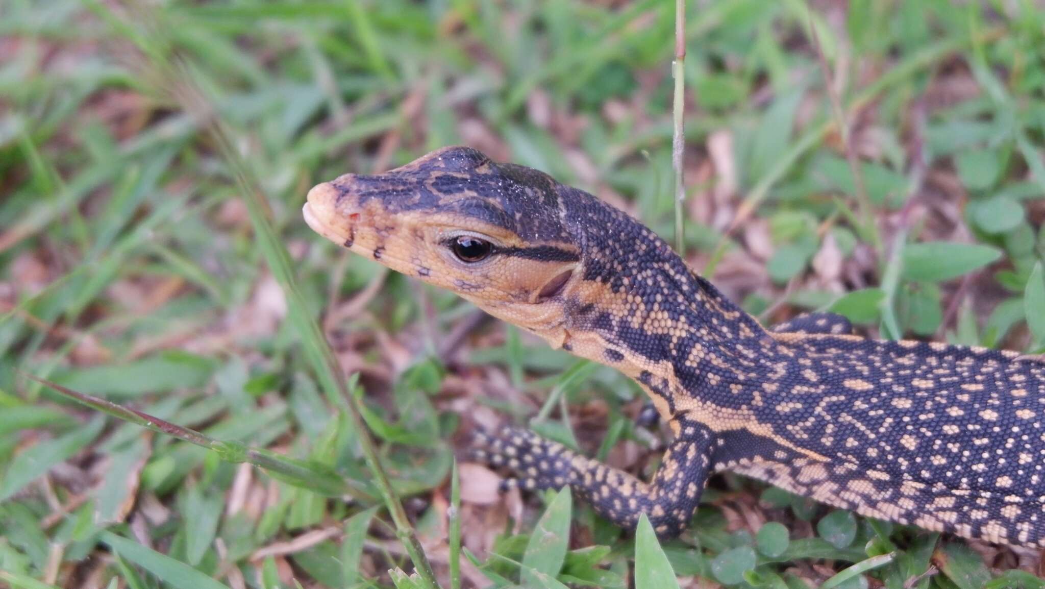 Image of Togian Water Monitor