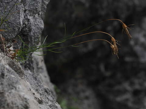 Image of Karnische Glockenblume