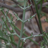 Image of Pelargonium karooescens R. T. F. Clifton