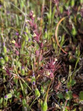 Image of purplebeak owl's-clover