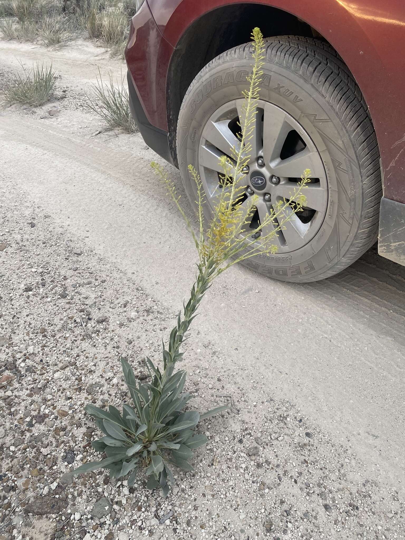 Image de Stanleya viridiflora Nutt.