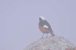 Image of Güldenstädt's Redstart